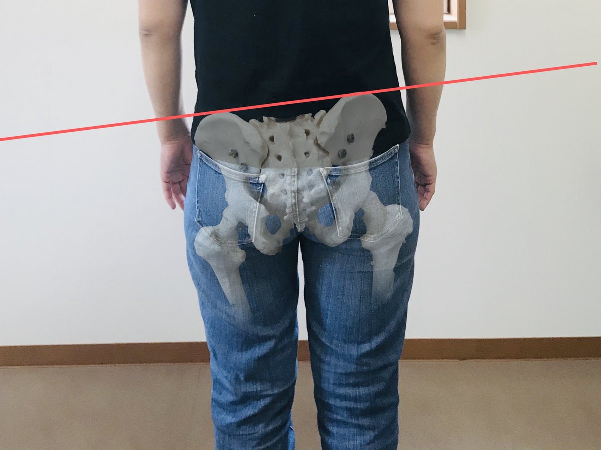 骨盤と骨盤底筋の解剖図
